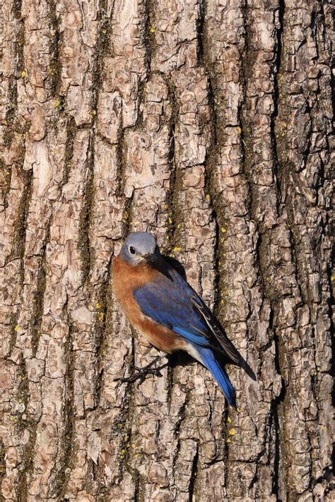 Solve Eastern Bluebird Jigsaw Puzzle Online With Pieces