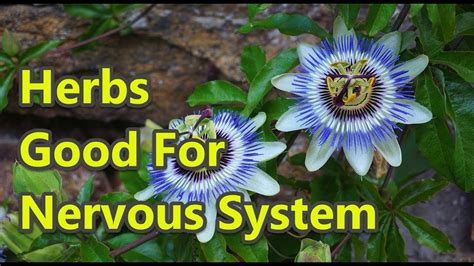 Top 10 Herbs Good For Nervous System YouTube