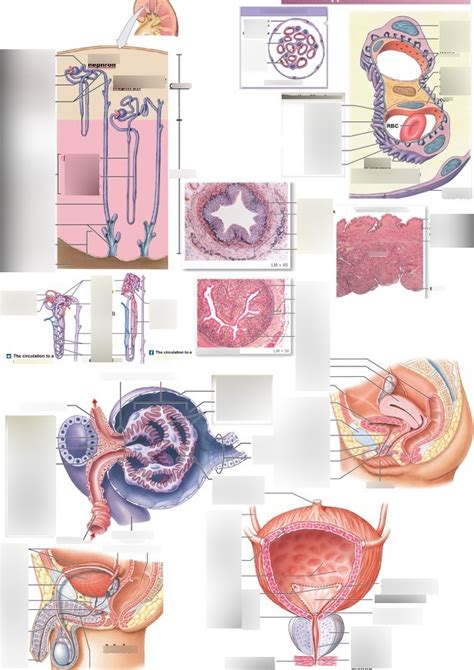 Anatomy Lecture 5 Exam Chapter 26 Diagram Quizlet