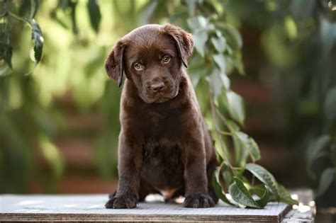 11 Amazing Chocolate Lab Breeders From All Over The USA