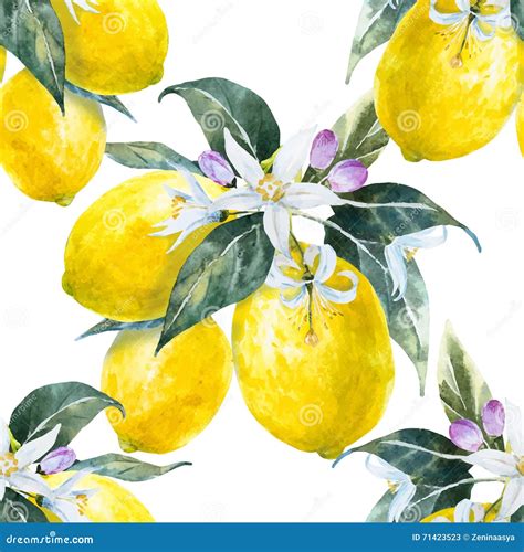 Watercolor Lemon Pattern Stock Vector Illustration Of Drawing 71423523