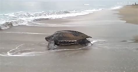 Worlds Largest Sea Turtle Emerges From The Sea To Rest And Reflect On