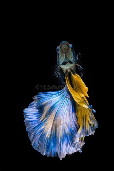 Poisson De Betta Bleu Et Jaune Poisson Combattant Siamois Image Stock