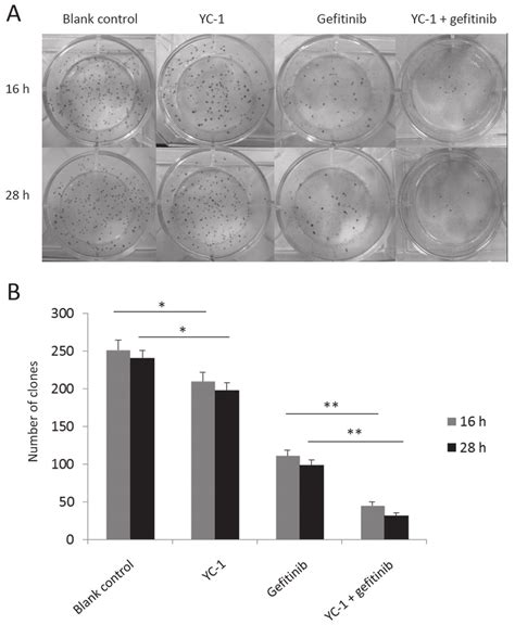 Colony Formation Analysis Of Hcc827 Cells With Different Treatments Of Download Scientific