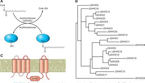 Figure From The Physiology Of Protein S Acylation Semantic Scholar