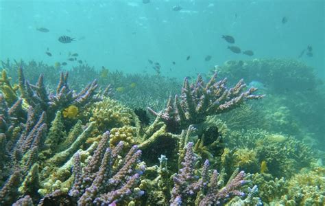 Lombok Excursión privada en barco para hacer snorkel en las islas Gili