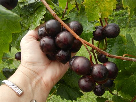 15 1 1 New Muscadine Isons Nursery And Vineyard