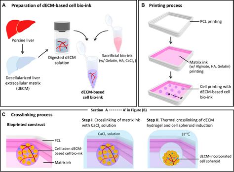 Frontiers D Bioprinting Of Decm Incorporated Hepatocyte Spheroid For