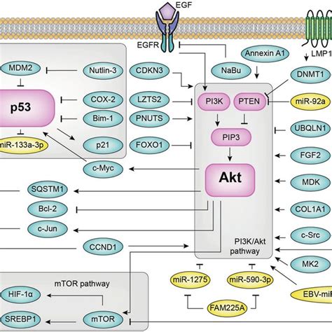 Nf κb Pathway Mapk Pathway Stat3 Pathway Wnt β Catenin Pathway And Download Scientific