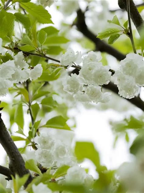 Prunus avium Plena Gefülltblüh Vogelkirsche Baumschule