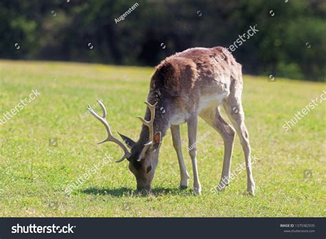 20054 Deer Eating Grass Images Stock Photos And Vectors Shutterstock