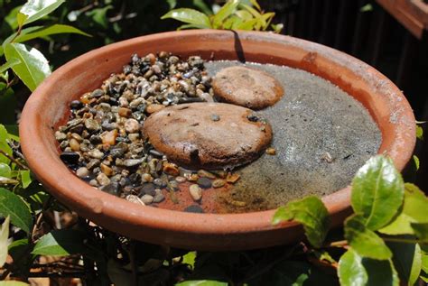 Click Here To Learn How To Make A Puddling Station For Butterflies