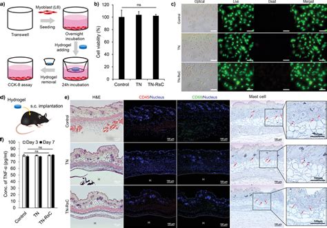 Biocompatibility Of Tough Adhesive Hydrogels A Schematic Of In Vitro