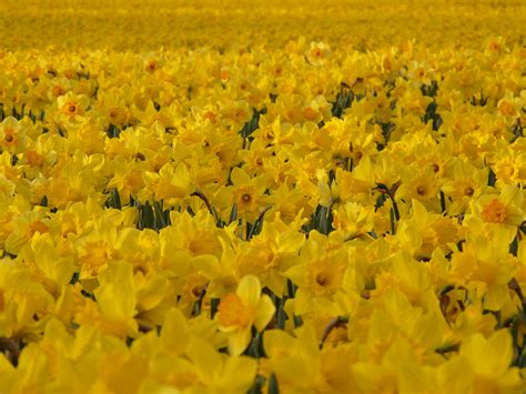 Free Images Meadow Flower Spring Colorful Yellow Wildflower