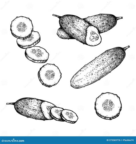 Hand Drawn Sketch Style Cucumbers Set Whole Sliced And Grow Farm