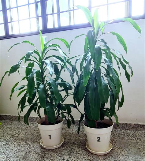 Dracena Fragrans Iron Tree Ft Inch Cm Furniture Home