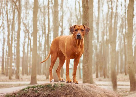 22 Captivating Yellow Eyed Dog Breeds With Photos