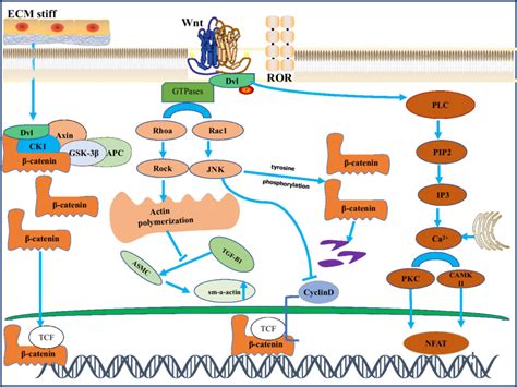 β catenin independent signaling Orange and brown labeled components