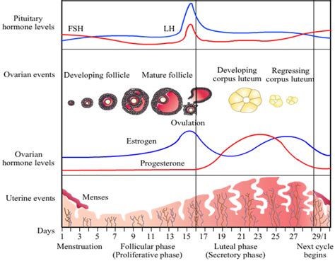 Describe The Roles Of Pituitary And Ovarian Hormones During The Menstrual Cycle In A Human