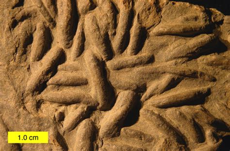 Woosters Fossils Of The Week Bivalve Escape Trace Fossils Devonian