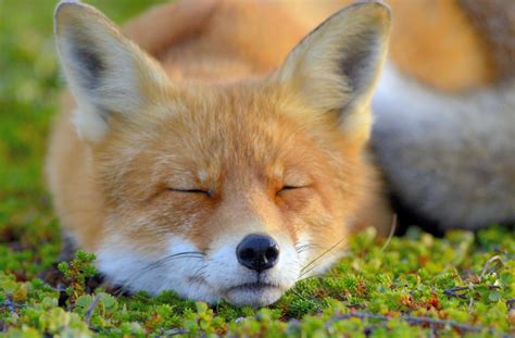 face, Closed eyes, Animals, Fox Wallpapers HD / Desktop and Mobile ...