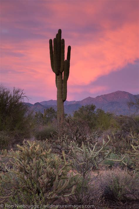Mcdowell Mountain Regional Park Photos By Ron Niebrugge