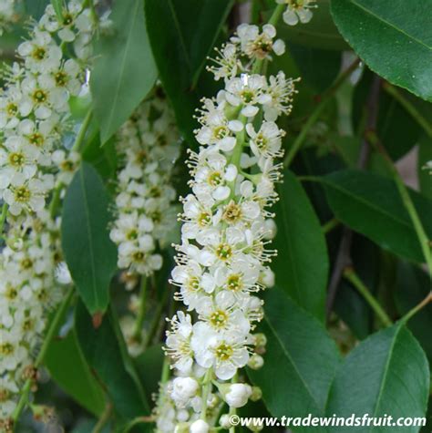 Capulin Cherry Prunus Salicifolia Seeds