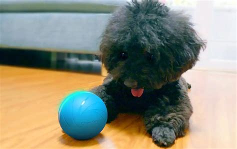 Pelota interactiva y automática para perros Wicked Ball Smylepets