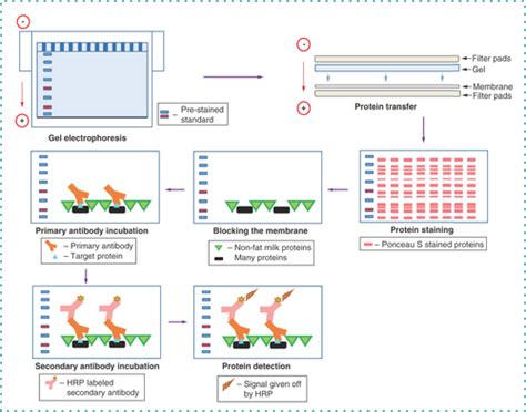 Full Article Western Blotting Immunoblotting History Theory Uses