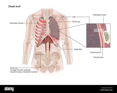 Chest wall, illustration Stock Photo - Alamy