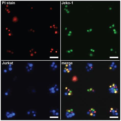 Heterotypic Cellular Microarrays For The Determination Of Cdc