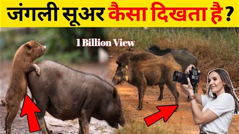 Facts About Wild Boar In Hindi Part Suar Ke