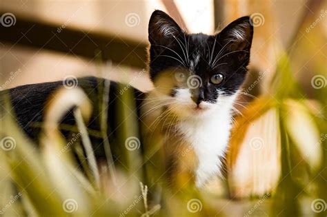 Small Stray Kitten Of A Couple Of Months Old Black And White Stock