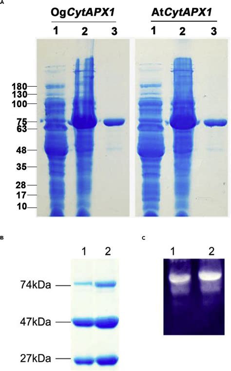 Polyacrylamide Gel Electrophoresis Analysis Of Recombinant Cytosolic