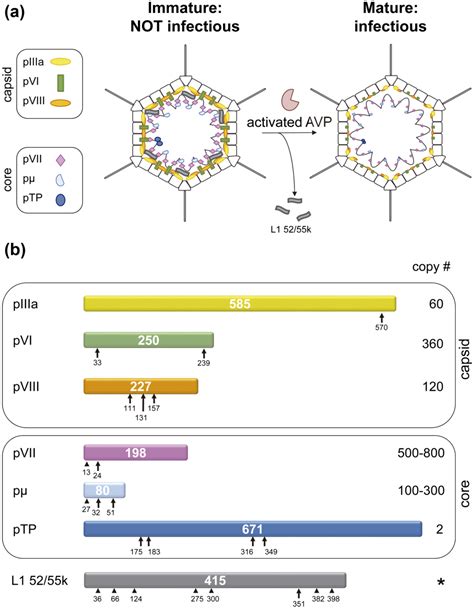 Viruses Free Full Text Structure Function And Dynamics In