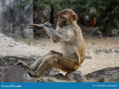 Rhesus Macaques Checking The Time At Monkey Temple Or Galtaji Jaipur