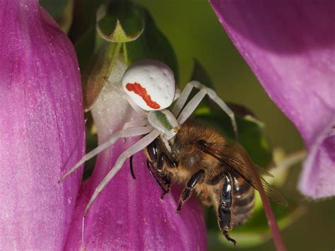 Ver Nderliche Krabbenspinne Misumena Vatia Mit Beute Flickr