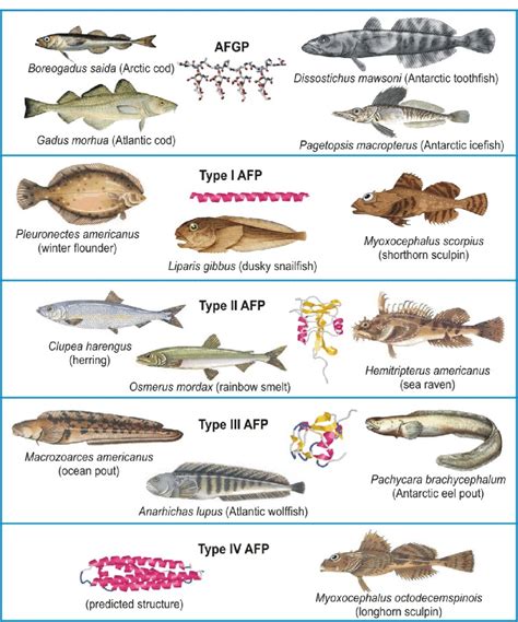 Antarctic Fish Species