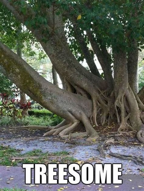 8 Hilarious Images Showing Some Of Mother Natures Most Unique Trees