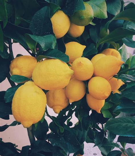 California Meyer Lemons Tree Ripe Fruit Co