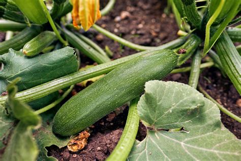 19 Zucchini Plant Diseases Ataifaurelia