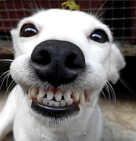 This smile is worth a million bucks! so great! | Cães fofos, Animais sorrindo, Cães engraçados