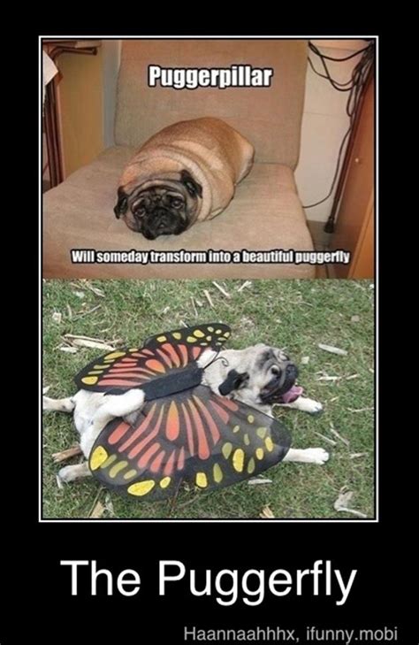 Funny Pug Pictures | CrazeCentral