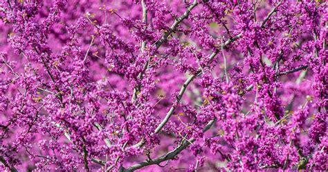 Cómo cultivar y cuidar los árboles Redbud