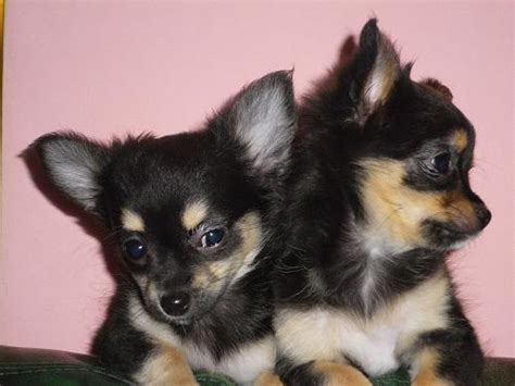 Chiots Chihuahua Pure Race M Le Et Femelle A Donner Joomil Ch