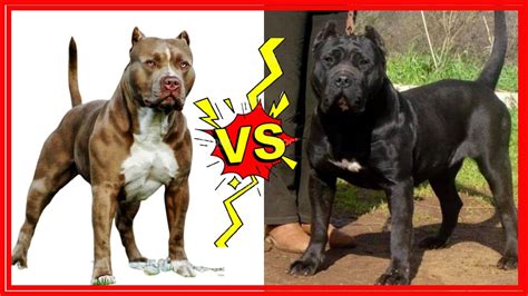 PITBULL VS PRESA CANARIO QUEM É O MELHOR YouTube