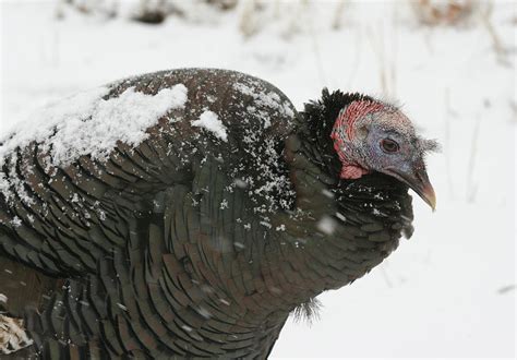 Turkey Buzzard 8546 Photograph by Michael Hamers - Fine Art America