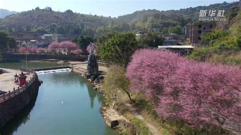 福建南靖：來土樓景區品梅景 新華網