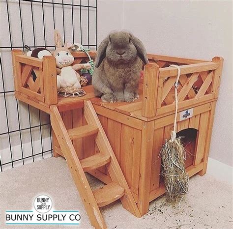 Shop Pet Rabbit Supplies And Products Online Bunny Supply Co Pet