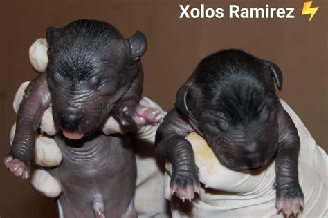 Bienvenidos Al Mundo Conoce A Los Adorables Cachorros Xoloitzcuintles